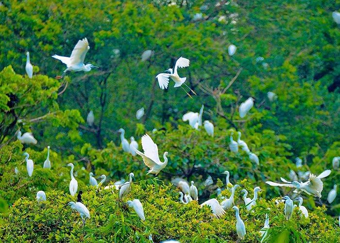 Capture the authentic charm of Ca Mau’s nature